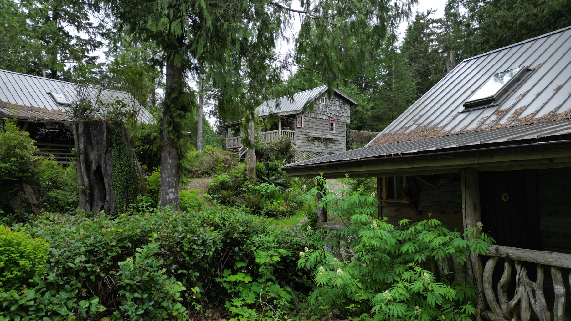 Cluster of cedar cabins surrounded by old growth at Wood's End Landing