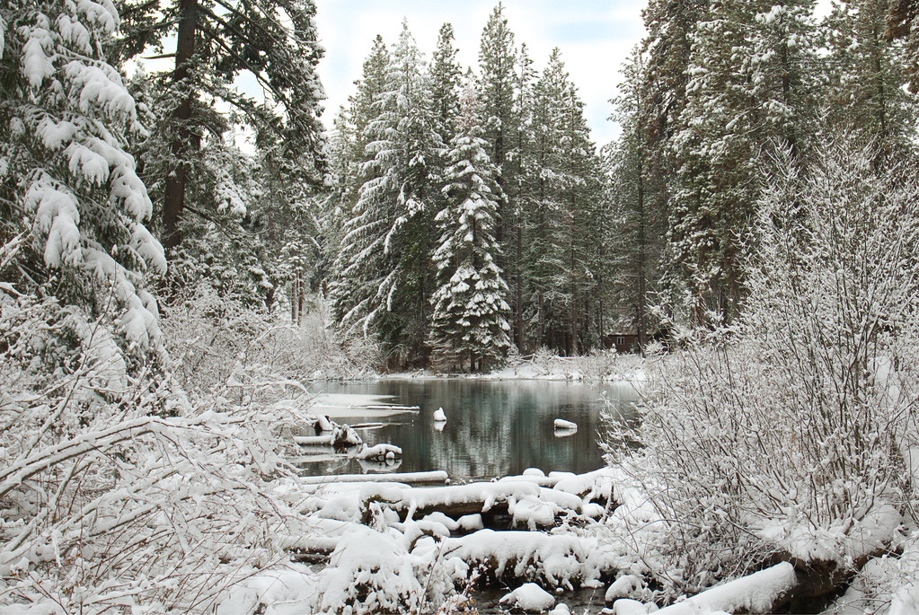 Snow covered forest beside a quiet winter creek